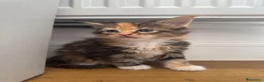 Maine Coon 4