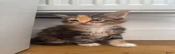 Maine Coon cats for sale:  Maine Coon Kittens  - Advert 5