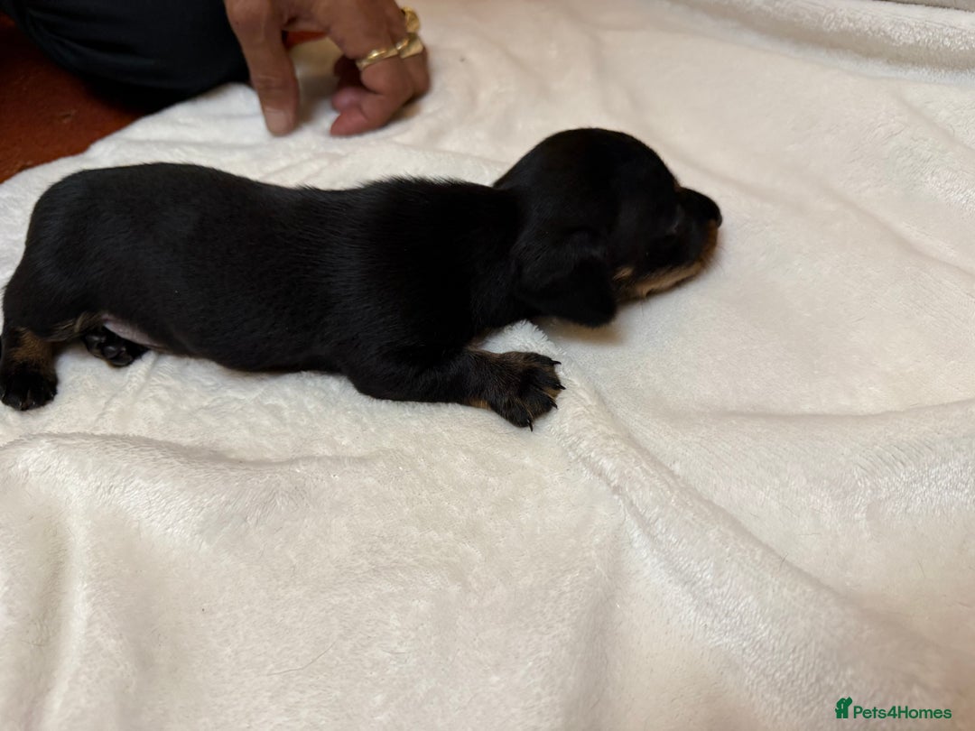 Dachshund dogs for sale: Smooth hair standard dachshunds - Image 9