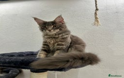 Maine Coon cats for sale: Stunning TICA Registered Maine Coon Boys Available - Image 12