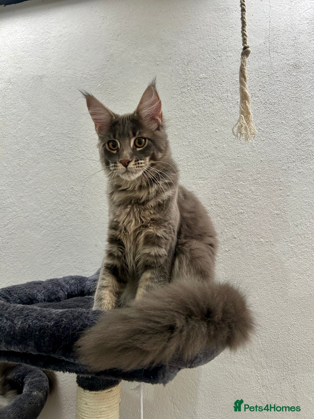 Maine Coon cats for sale: Stunning TICA Registered Maine Coon Boys Available - Image 12