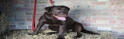 Labrador Retriever dogs for sale: Chocolate lab female  - Advert 7