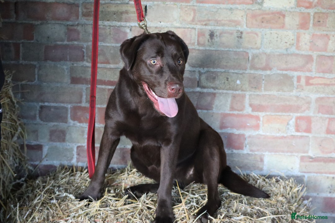 Labrador Retriever dogs for sale: Chocolate lab female  - Advert 7