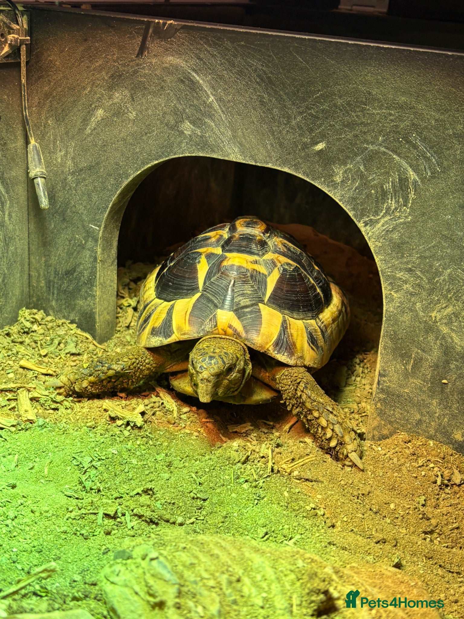 Hermann Tortoise reptiles Hermann Tortoise - Advert 2