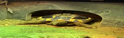 Hermann Tortoise reptiles for sale: Hermann Tortoise in Littlehampton - Advert 1