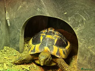 Hermann Tortoise reptiles Hermann Tortoise - Advert 2