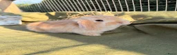 Mini Lop rabbits for sale: *Mini Lop Babies  - Advert 23