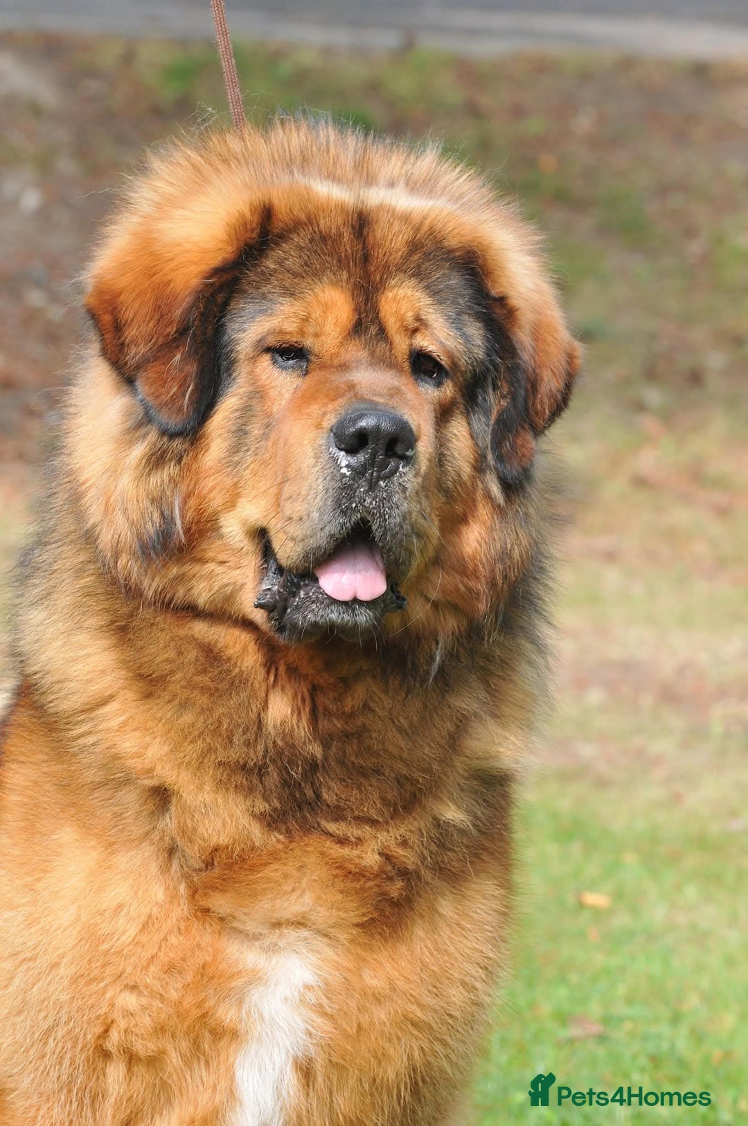 Tibetan Mastiff dogs for sale: Tibetan Mastiff - Advert 9