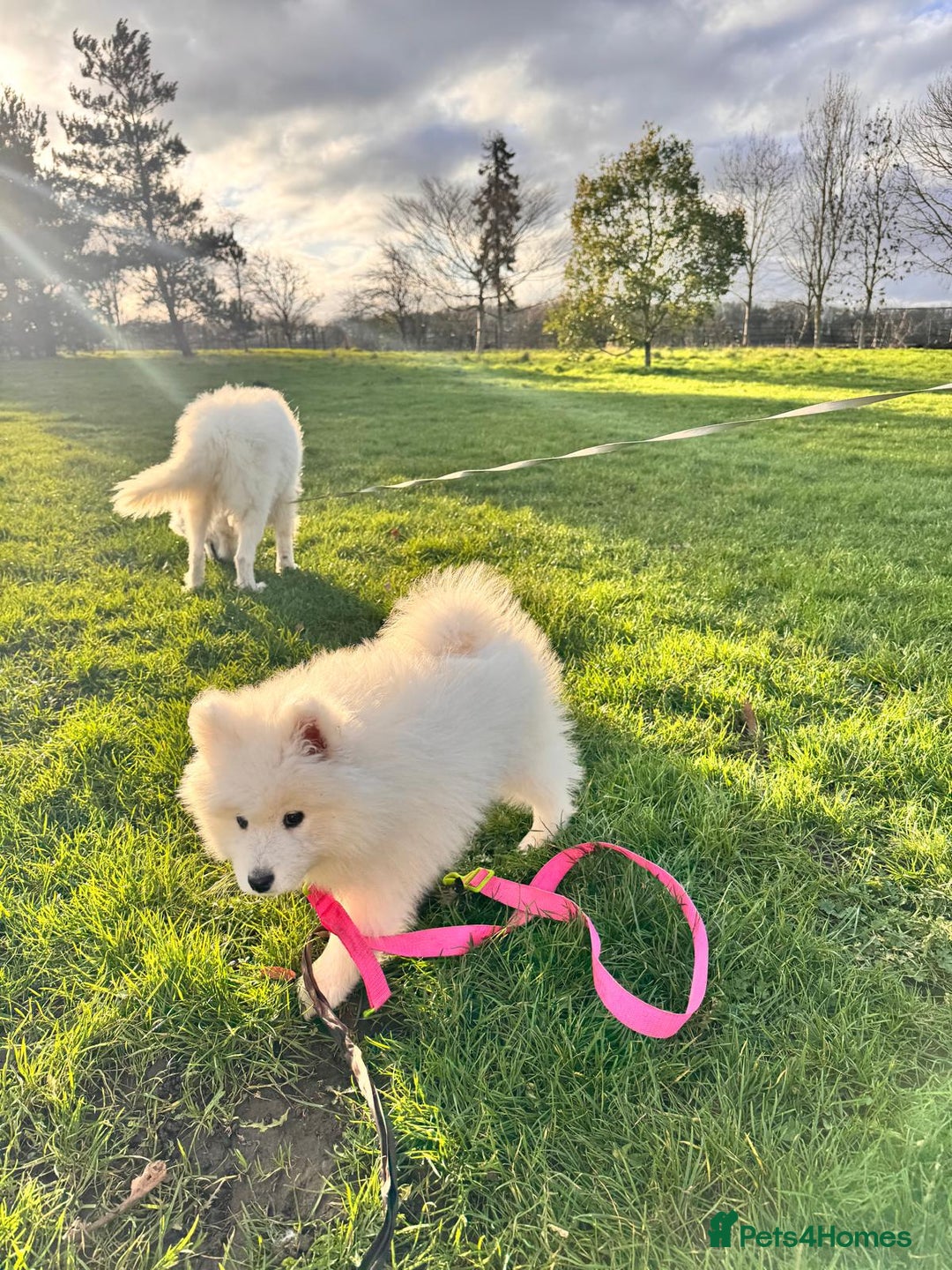 Samoyed dogs for sale: Lovely 4 GIRLS Samoyed puppy - Advert 32