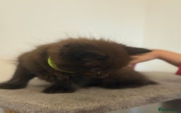 British Longhair cats for sale:  British longhair kittens 3 male 1 female  - Image 18
