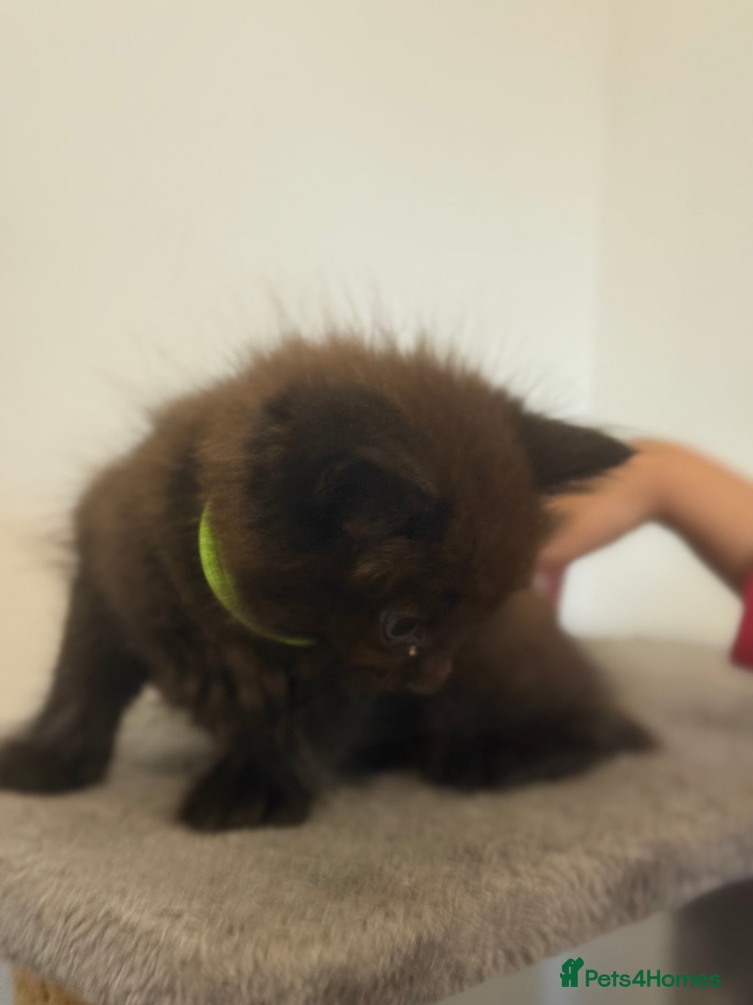British Longhair cats for sale:  British longhair kittens 3 male 1 female  - Image 18