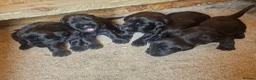 Giant Schnauzer dogs for sale: Giant schnauzer puppy's  - Advert 9