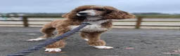 Goldendoodle dogs for sale: Beautiful doodles looking for forever homes - Advert 3