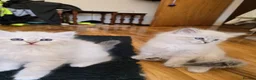 Siberian cats for sale: 4 Siberian Neva Masquerade kittens for seal - Advert 5