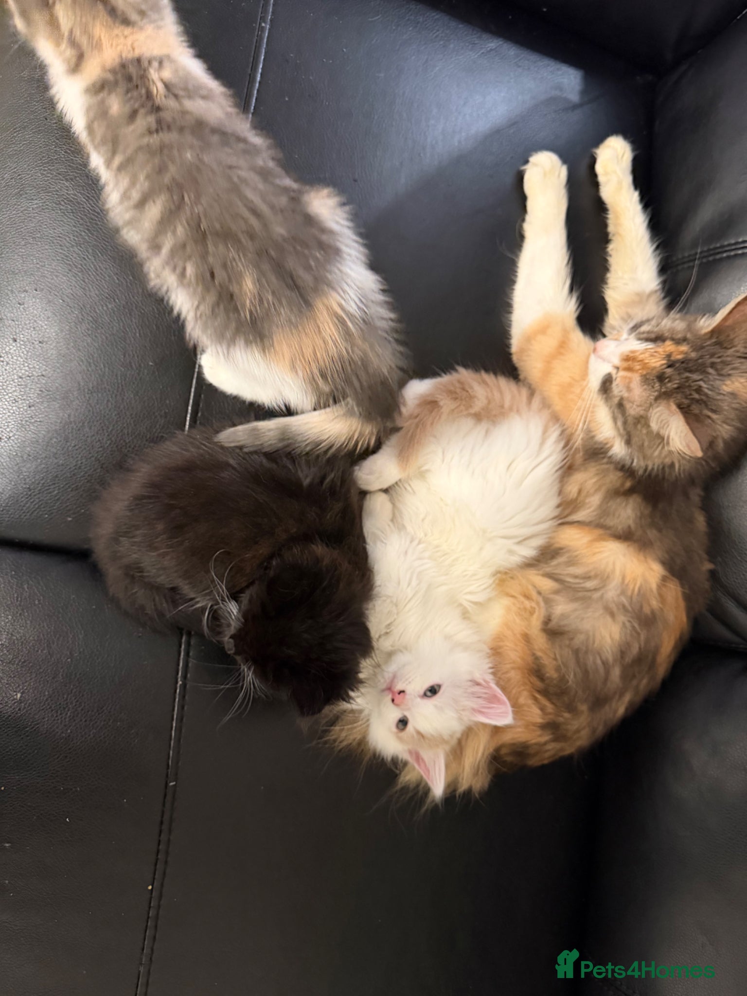 Mixed Breed cats 3 Beautiful kittens READY TO LEAVE - Advert 1