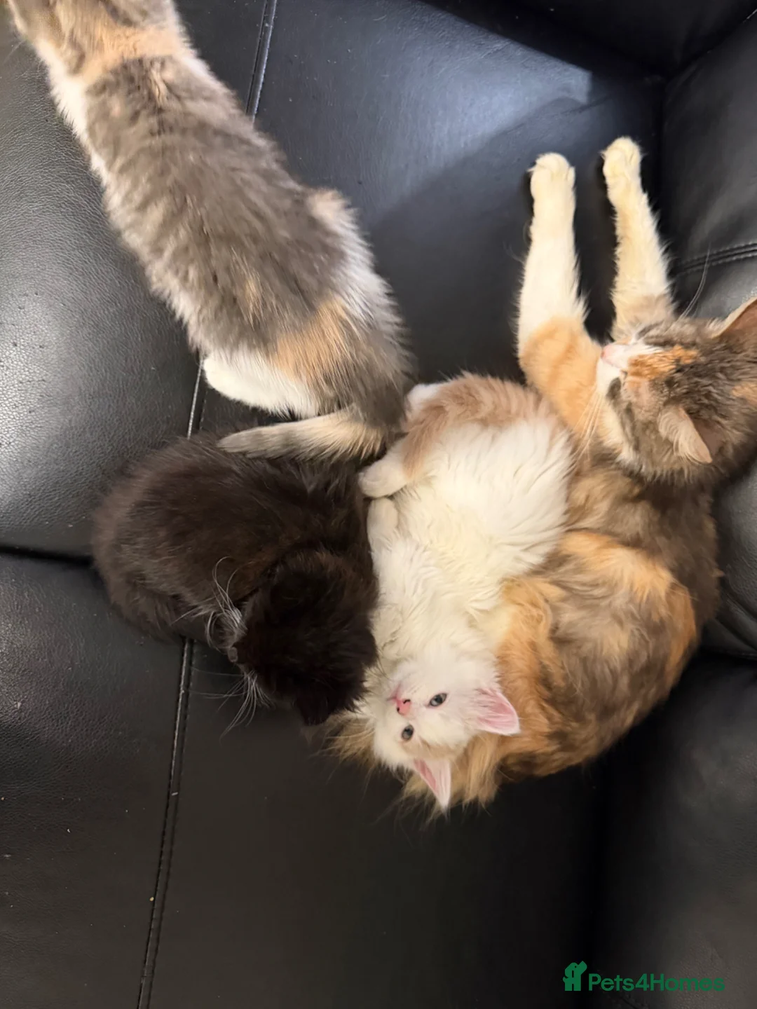 Mixed Breed cats for sale: 3 Beautiful kittens READY TO LEAVE - Advert 1