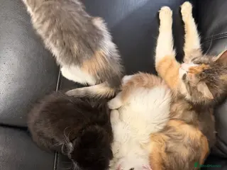 Mixed Breed cats 3 Beautiful kittens READY TO LEAVE - Advert 12