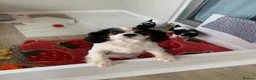 Cavalier King Charles Spaniel dogs for sale: READY TO GO handsome kc reg tri colour boy  - Advert 2