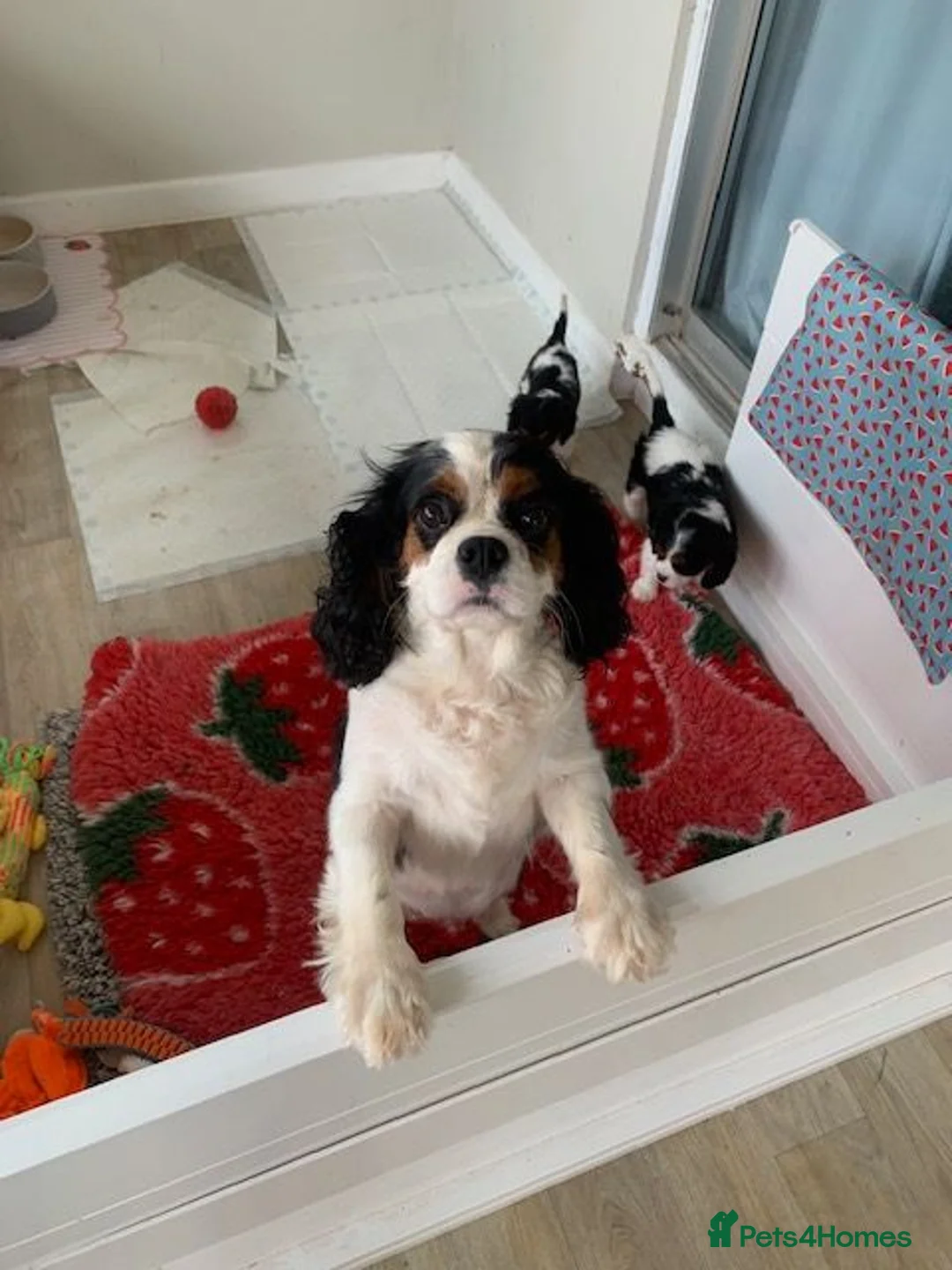 Cavalier King Charles Spaniel dogs for sale: READY TO GO handsome kc reg tri colour boy  - Advert 2