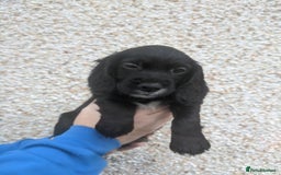 Cocker Spaniel dogs for sale: Only 3 beautiful kc working cocker spaniels left  - Advert 14