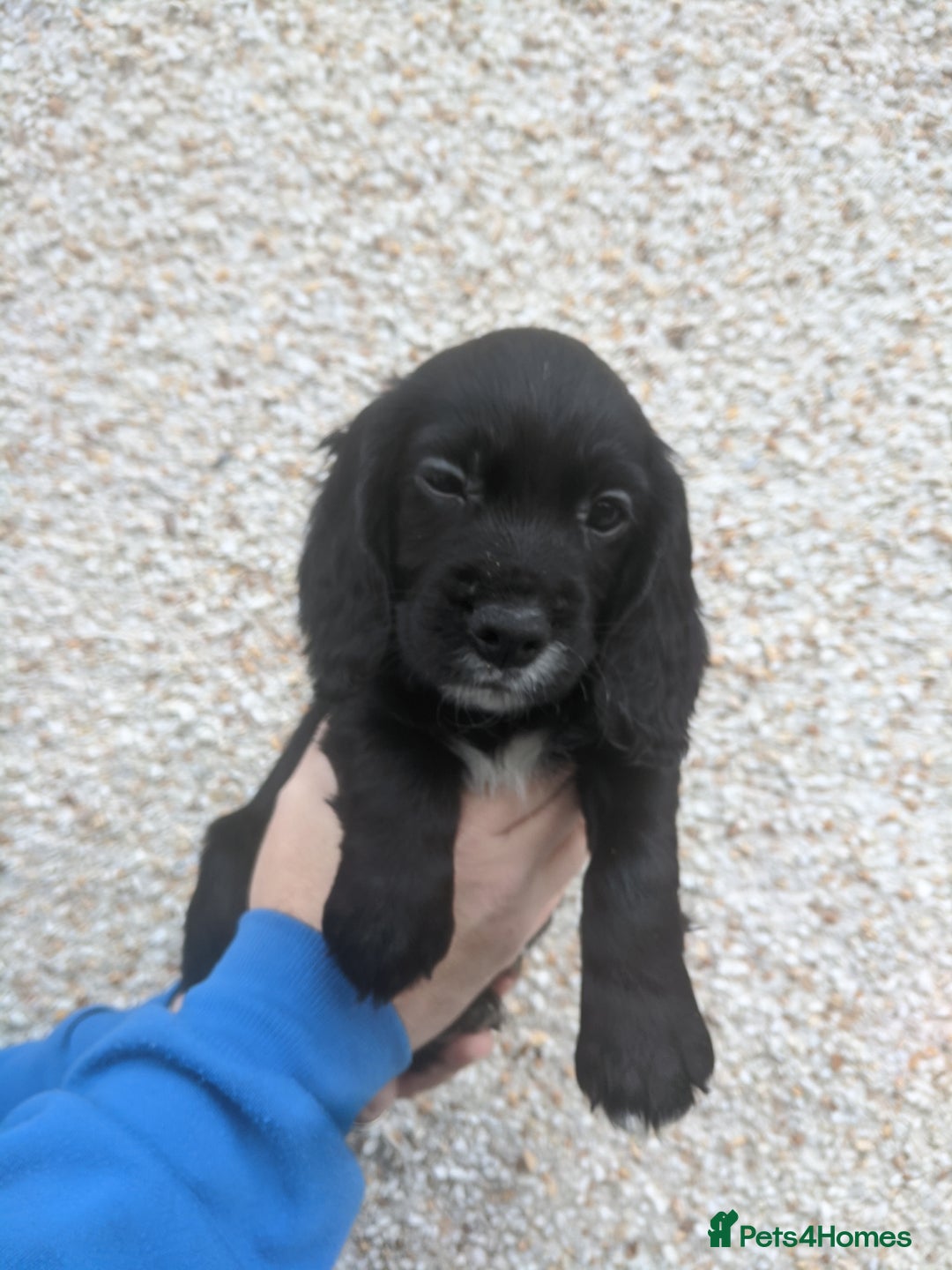 Cocker Spaniel dogs for sale: Only 3 beautiful kc working cocker spaniels left  - Advert 14