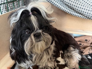 Shih Tzu dogs Beautiful KC-reg Shih Tzu Puppies–Ready Soon - Advert 1