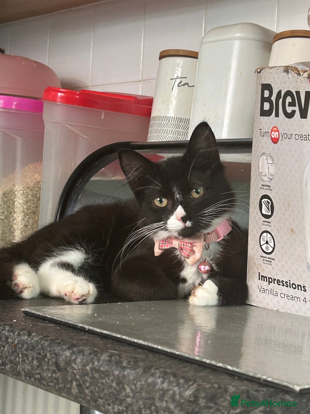 Mixed Breed cats for sale: Female kitten looking for home - Image 29