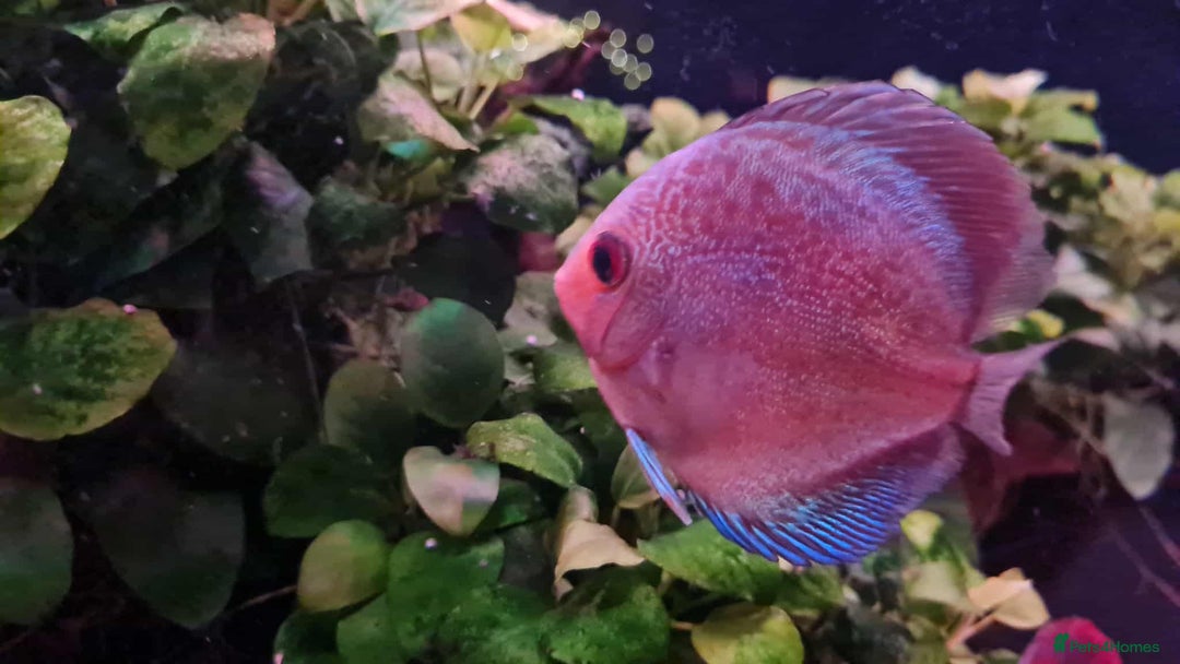 Discus fish for sale: Discuss fish for sale - Image 4
