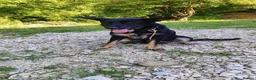 Mixed Breed dogs for adoption: Ayla, 2-3 yrs old. Available for adoption. in Brixham - Advert 17
