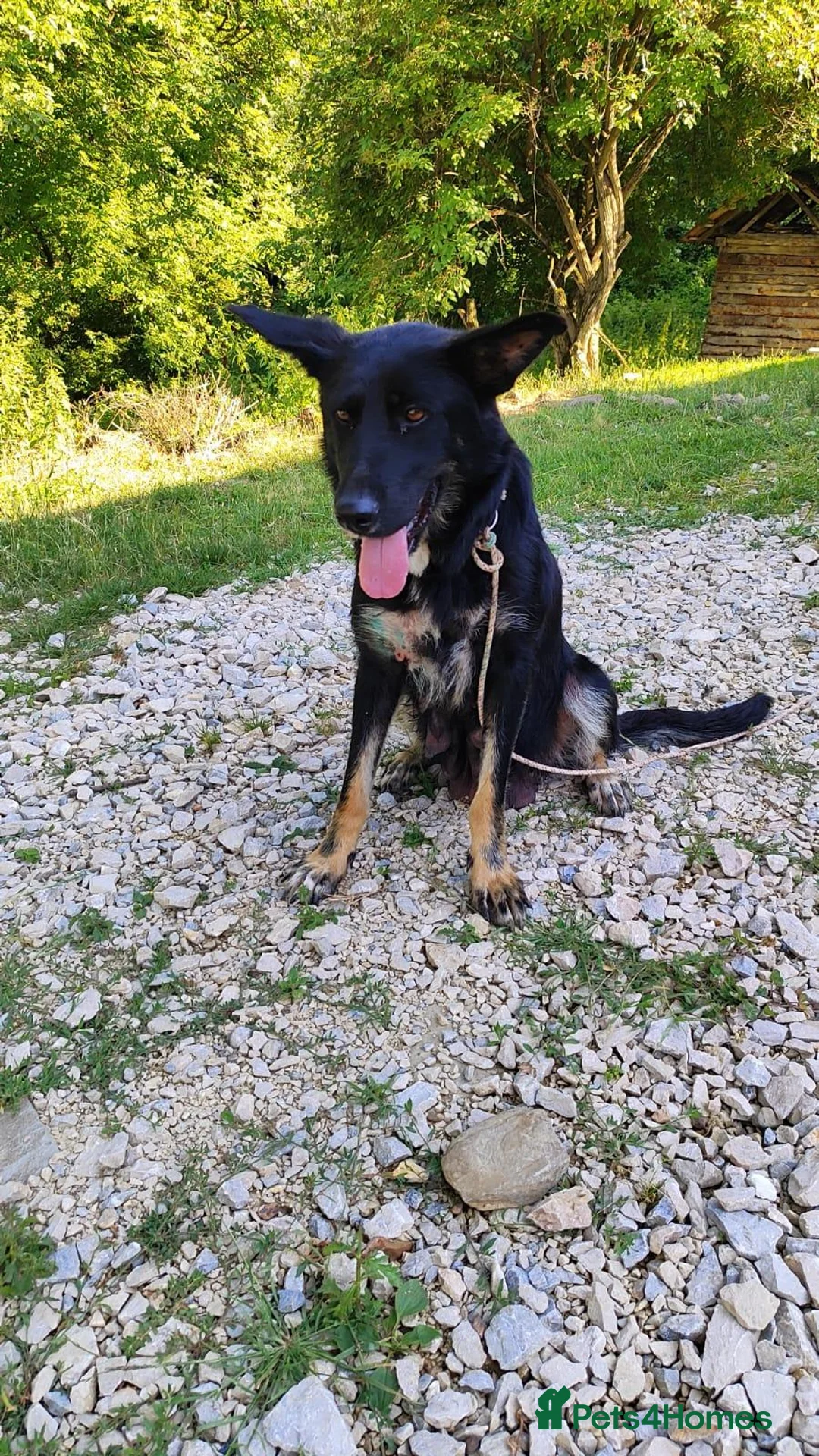 Mixed Breed dogs for adoption: Ayla, 2-3 yrs old. Available for adoption. in Brixham - Advert 17