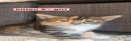 Mixed Breed cats for sale: Bengal - Maincoon mix - Advert 26