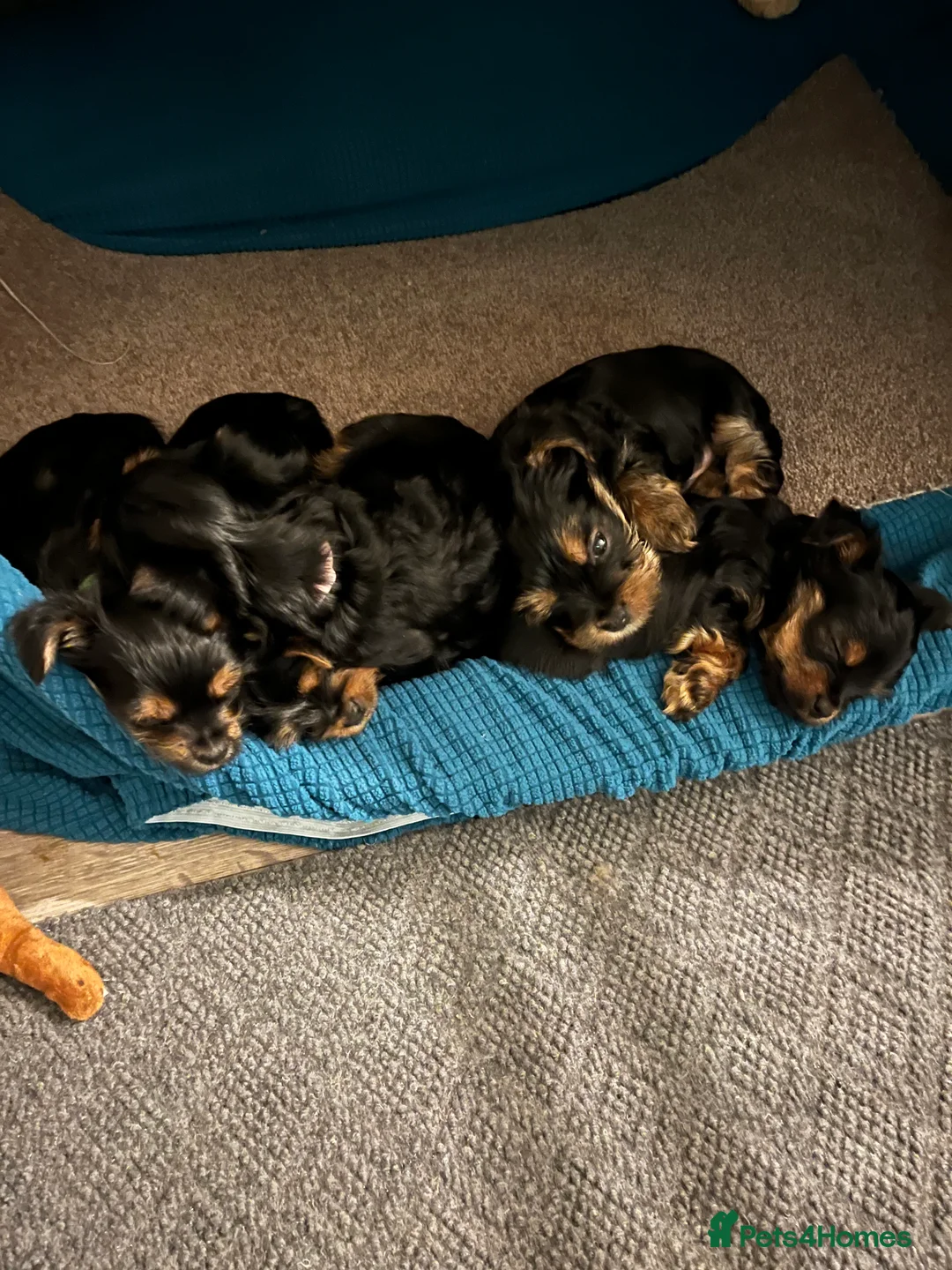 Yorkshire Terrier dogs for sale: READY NOW !! MINI YORKSHIRE TERRIERS FOR SALE - Advert 3