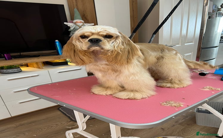 American Cocker Spaniel dogs - Advert 11