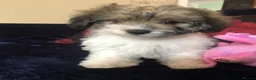 Mixed Breed dogs for sale: shihpoo x maltese puppies for sale - Advert 30