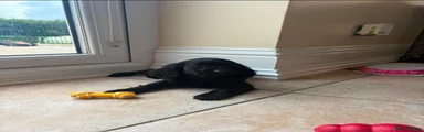 Cocker Spaniel 5
