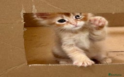 Maine Coon cats for sale: Red Maine coon female kittens, TICA reg - Image 7