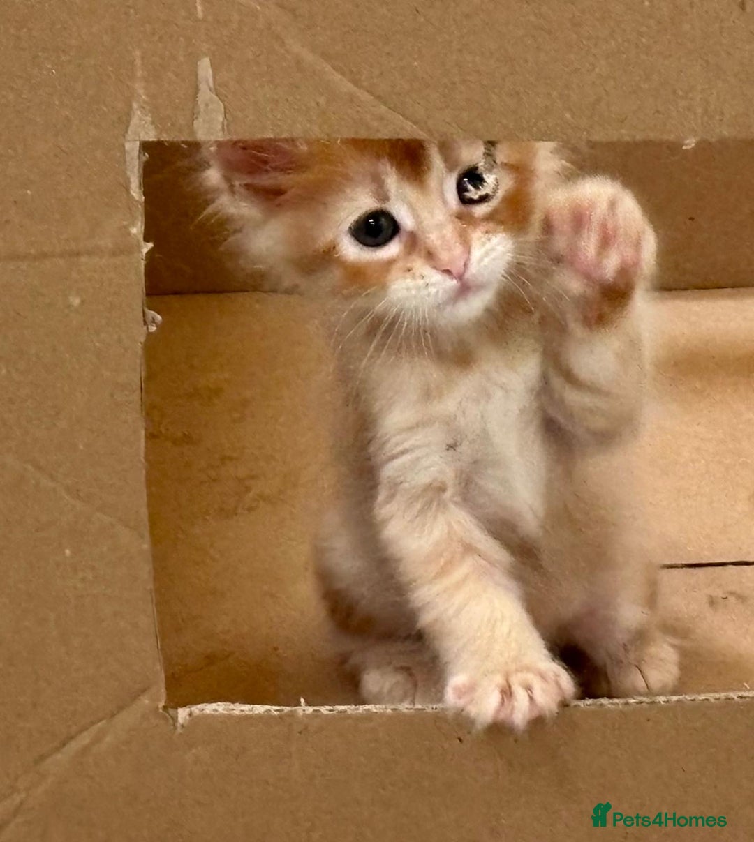 Maine Coon cats for sale: Red Maine coon female kittens, TICA reg - Image 7