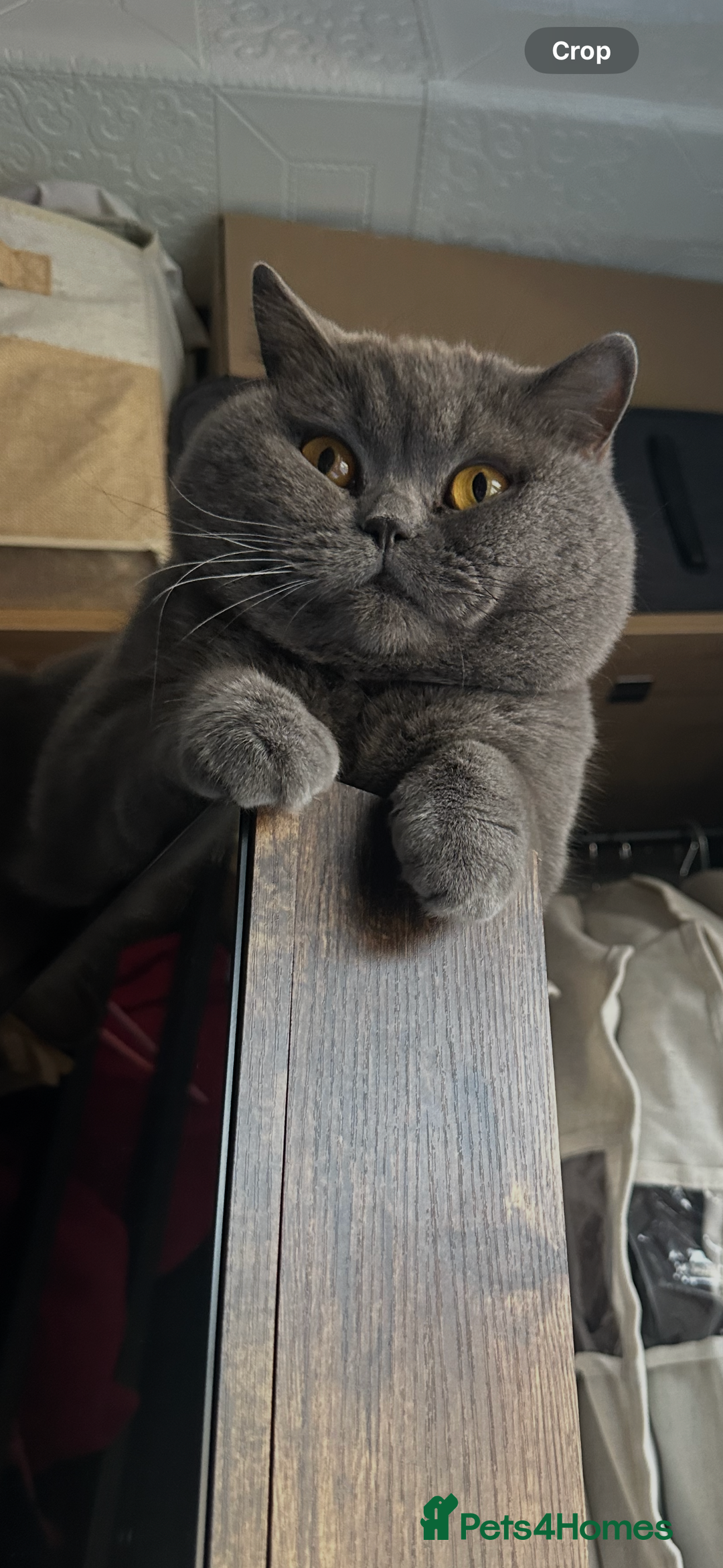 British Shorthair cats for sale: GCCF Registered British Short Hair Male  - Advert 8