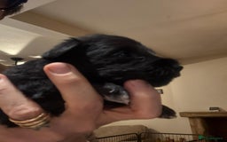 Miniature Schnauzer dogs for sale: 5*MINIATURE SCHNAUZER PUPPIES - Image 8