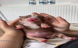 American Bulldog dogs for sale: Pocket bully’s  - Image 6