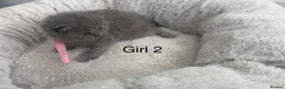 British Shorthair cats for sale: British Shorthair Kittens TICA registered  - Advert 14