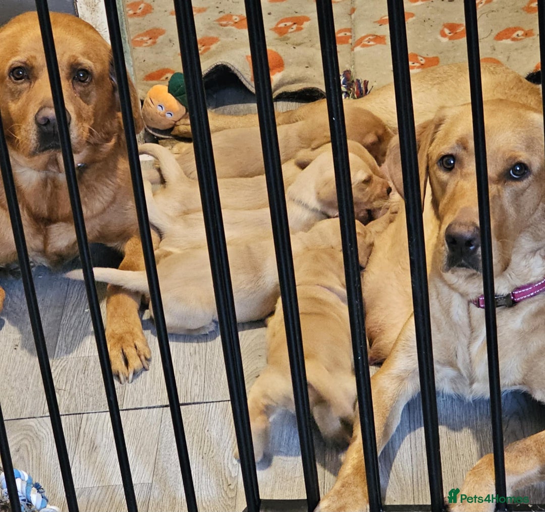 Labrador Retriever dogs for sale: FOX RED AND LIGHT LABS READY NOW! - Image 4