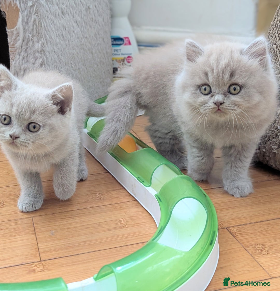 Scottish Fold cats for sale: Scottish fold kittens are looking for family🥰 - Image 5