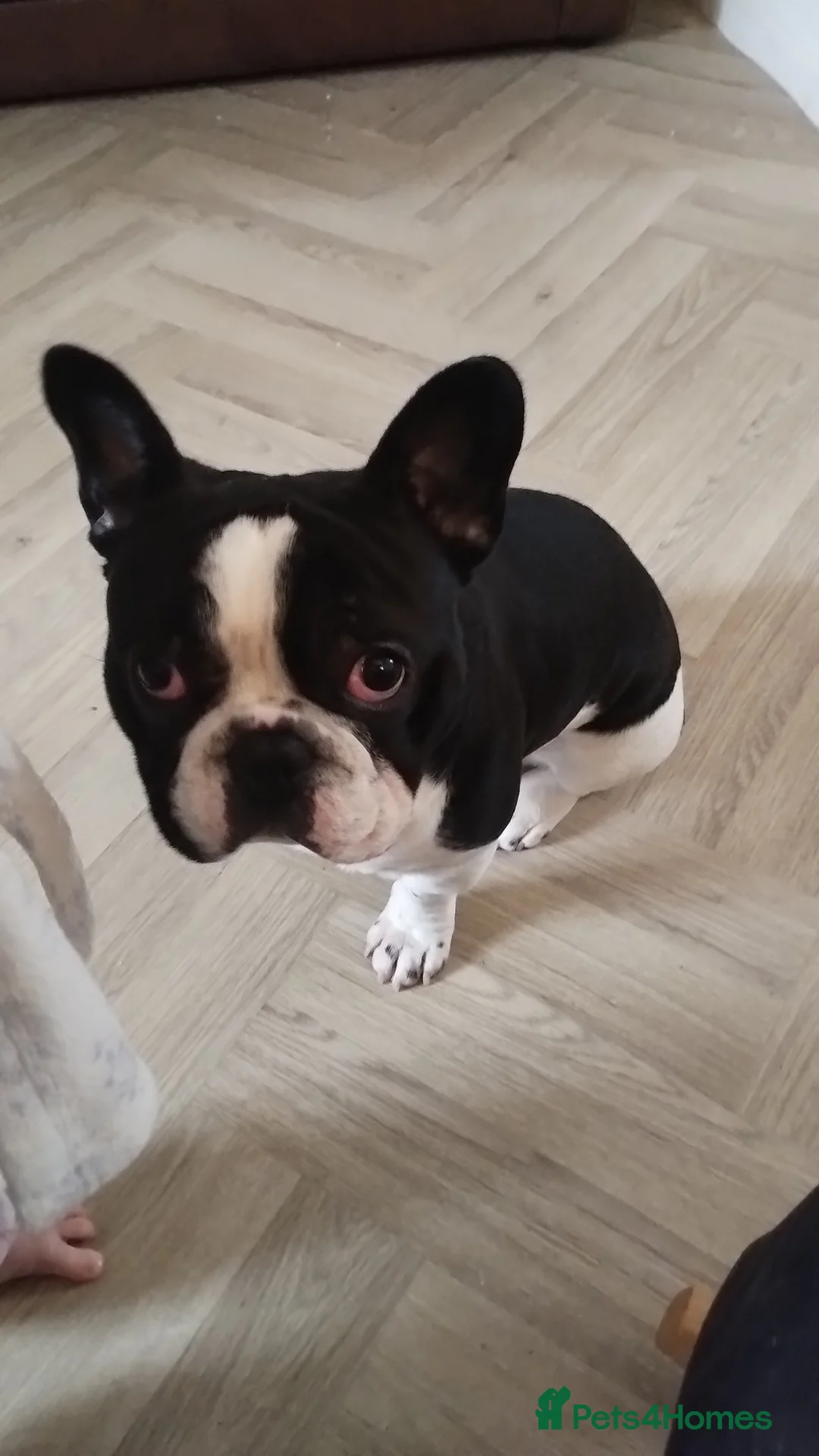 French Bulldog dogs for sale: Male french bulldog  in Pontypridd - Advert 2