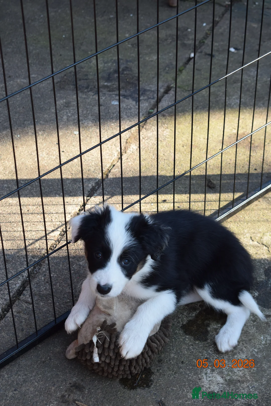 Border Collie dogs for sale: 4 Border Collie pups - Advert 2