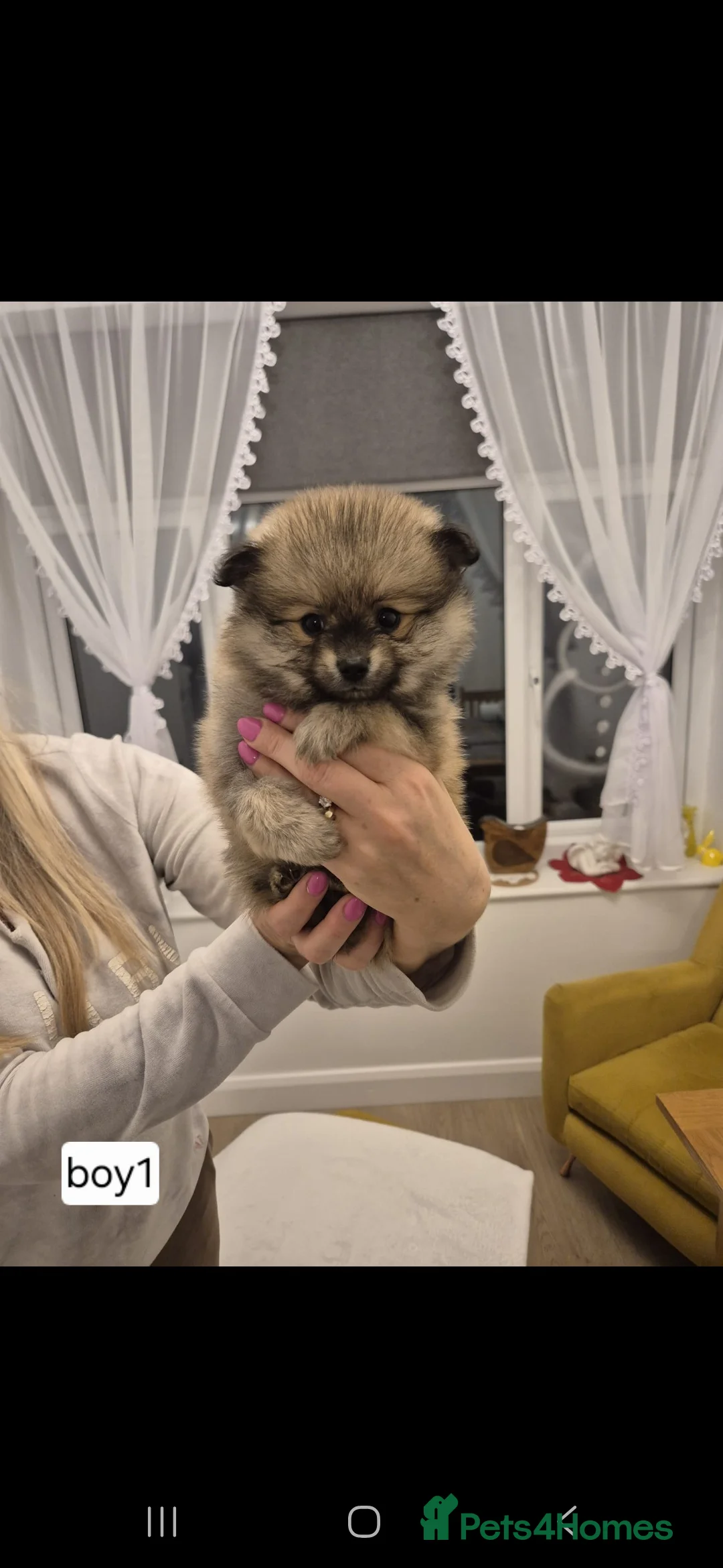 Pomeranian dogs for sale: Puppy pomeranian - Advert 5