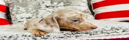 Miniature Dachshund dogs for sale: Beautiful miniature dachshund puppies - Advert 38