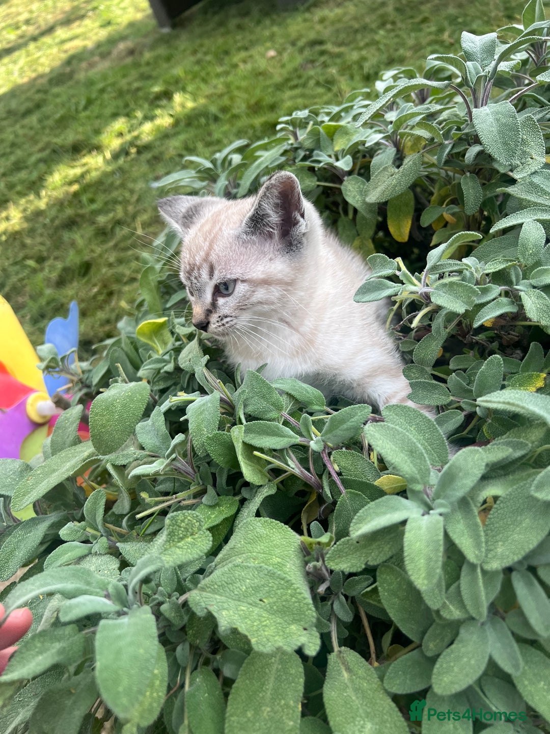 Siamese cats for sale: Siamese X Ragdoll  - Image 4