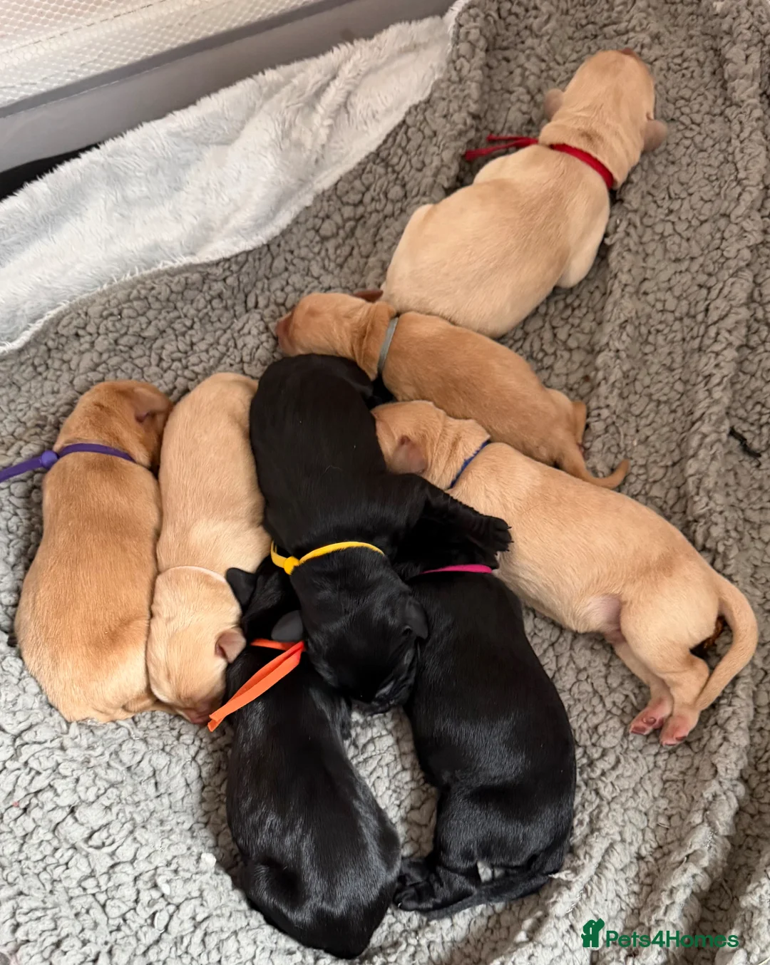 Labrador Retriever dogs for sale: Labrador Retrievers  - Advert 12