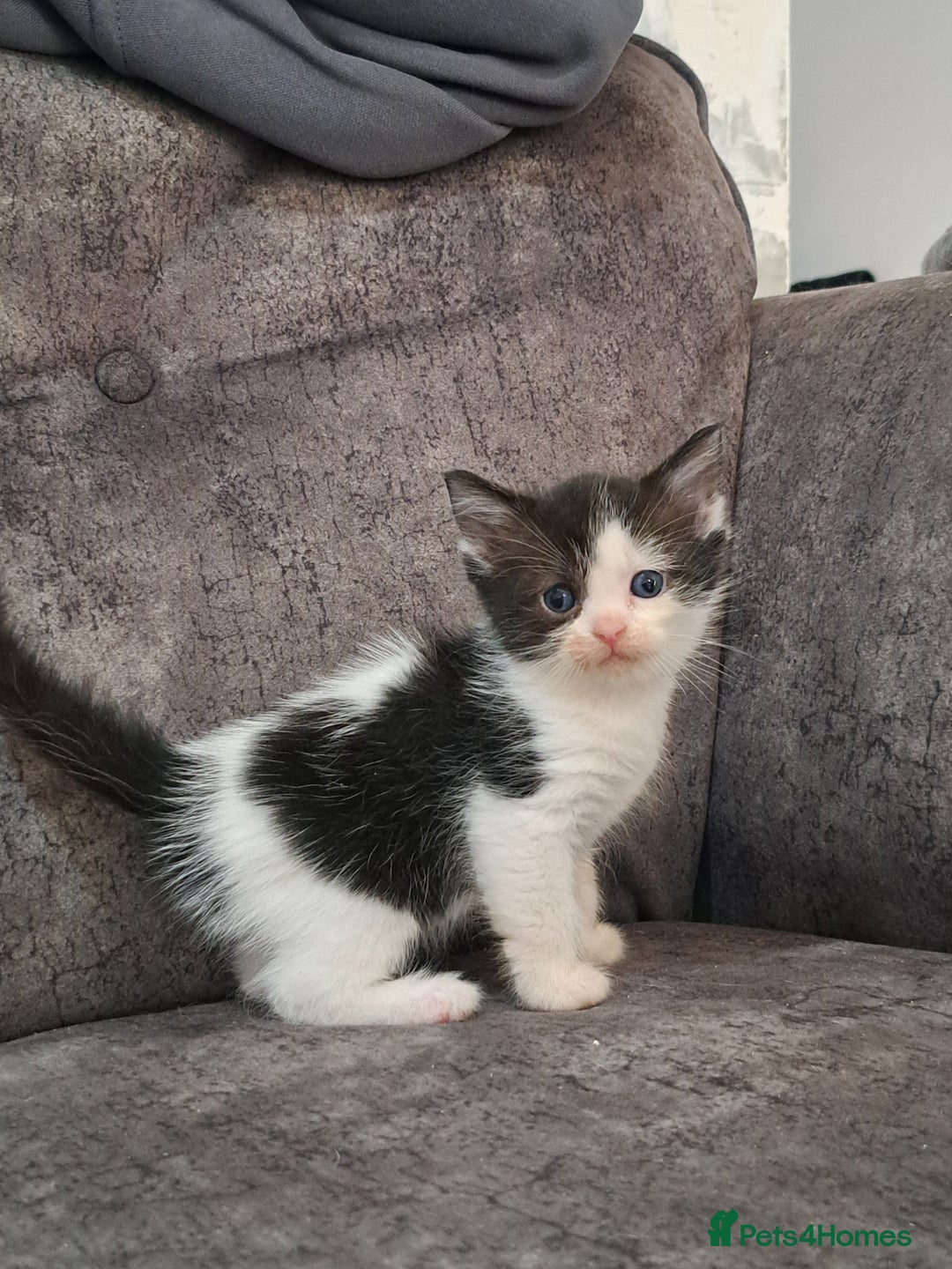 Ragdoll cats for sale: Ragdoll cross babies - Advert 2